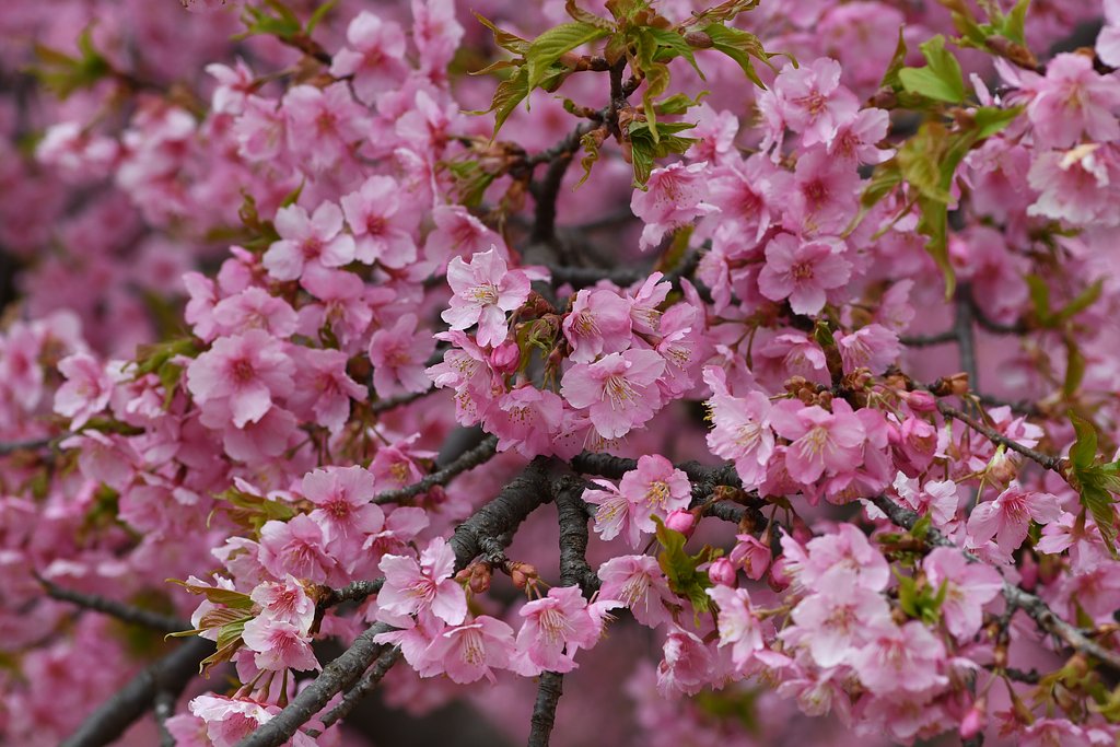 河津桜
