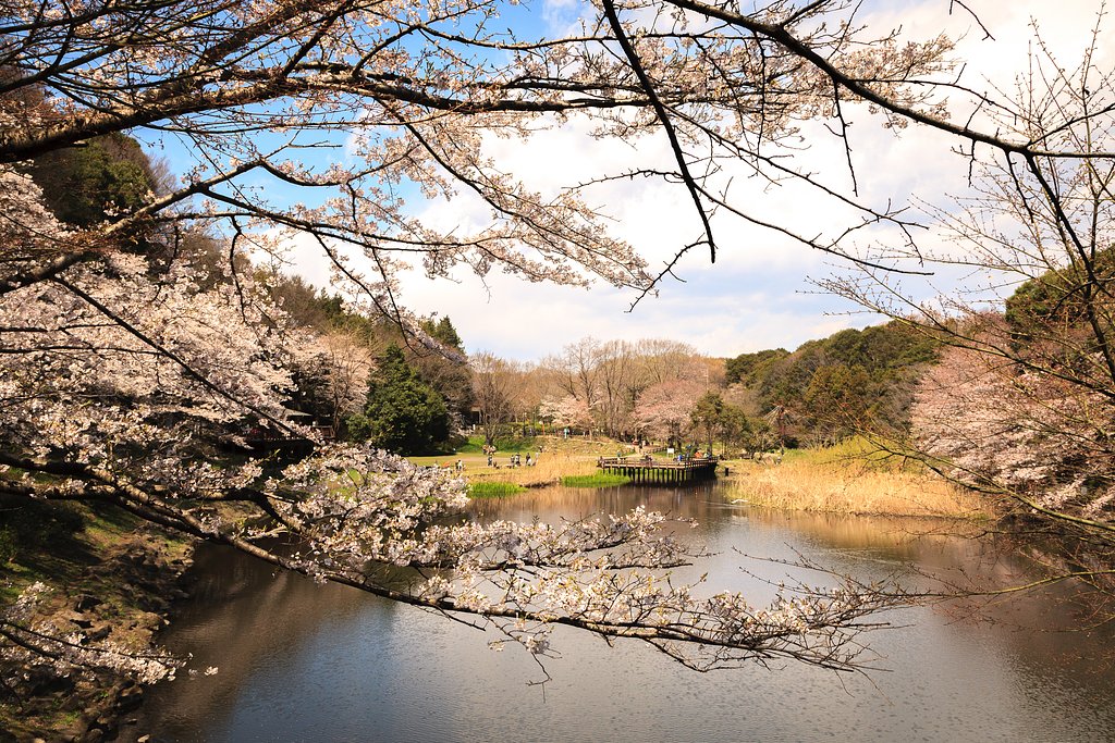 花見日和《泉の森》