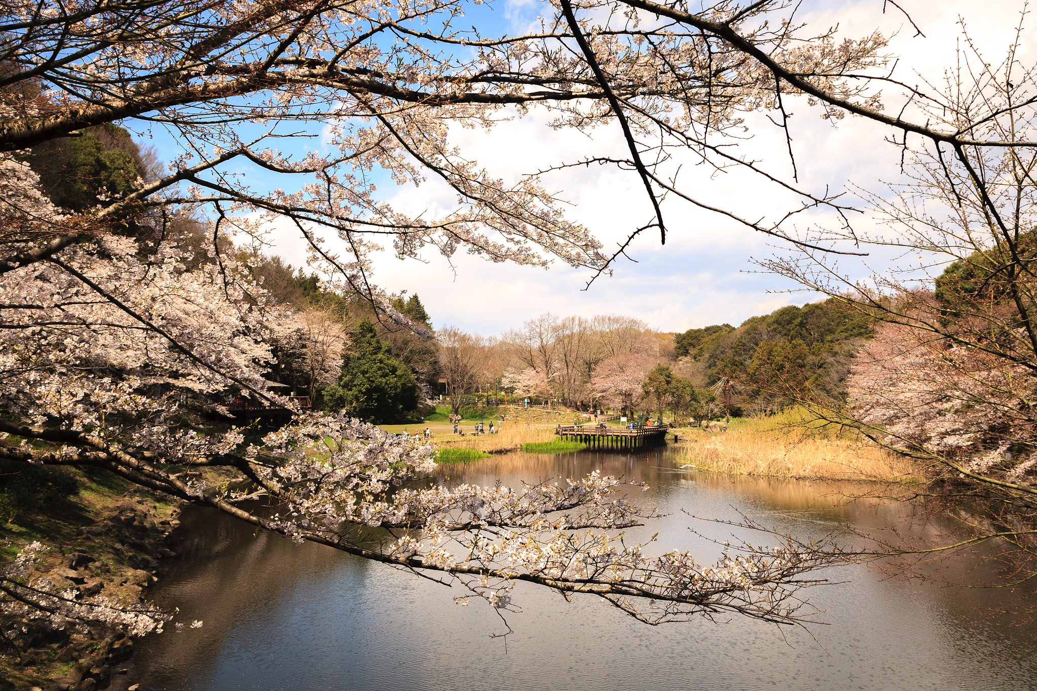 花見日和《泉の森》
