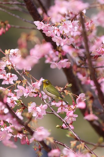 河津桜とメジロ