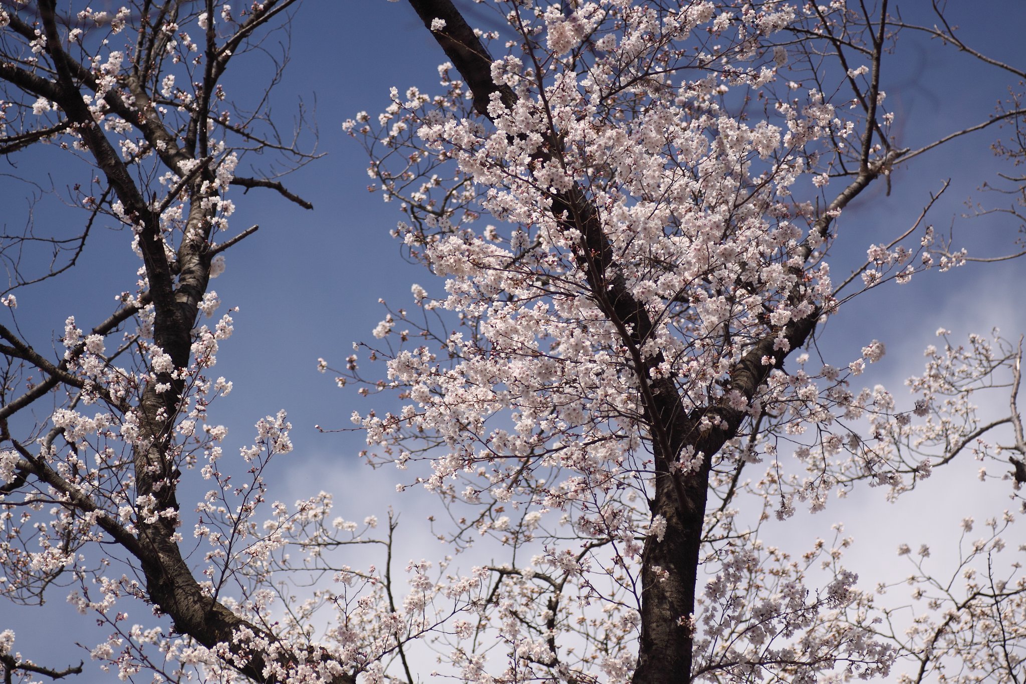 桜花