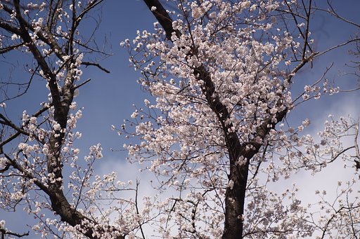 桜花