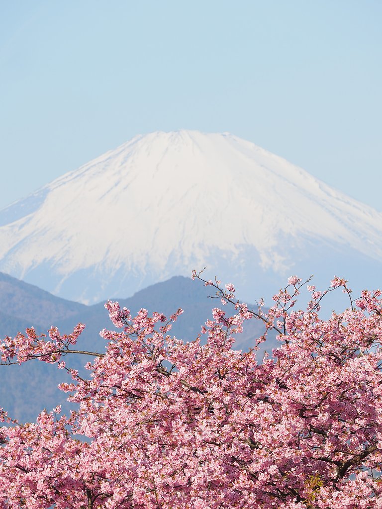 ようこそ桜の国へ２