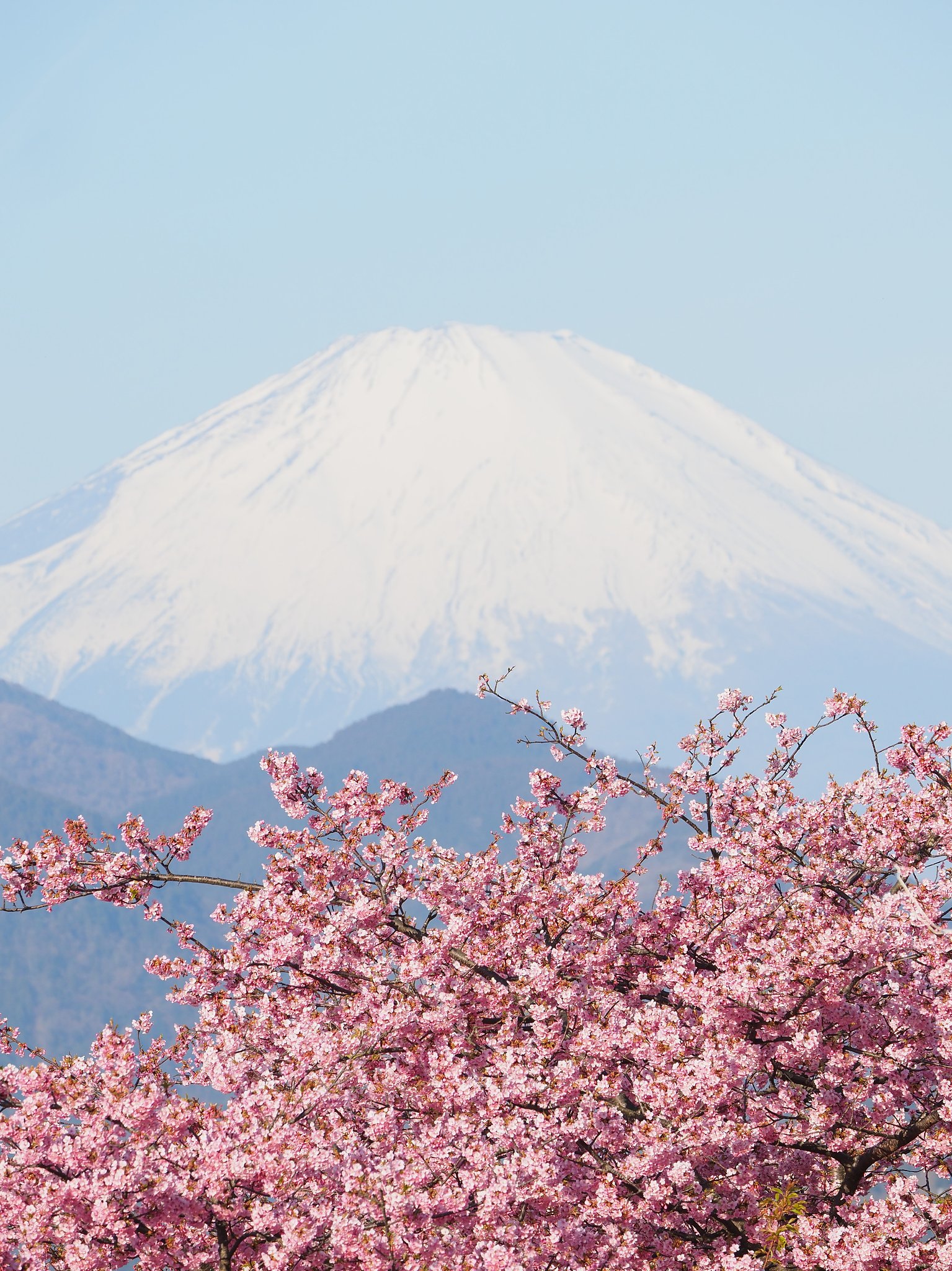 ようこそ桜の国へ２