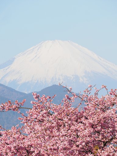 ようこそ桜の国へ２