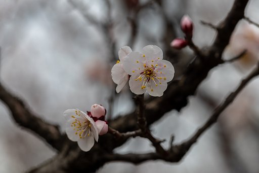 EF100mm f/2.8L Macro IS USM