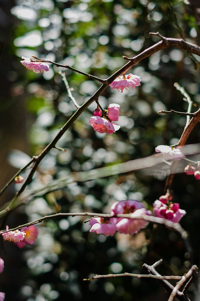 FYJINON XF35mmF1.4 R