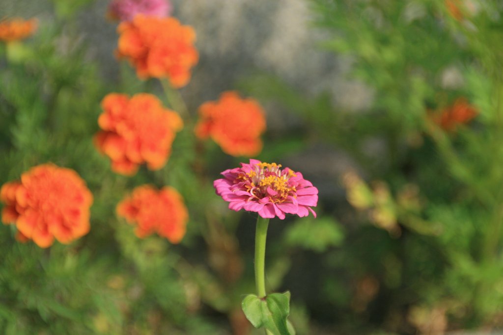 久々に花