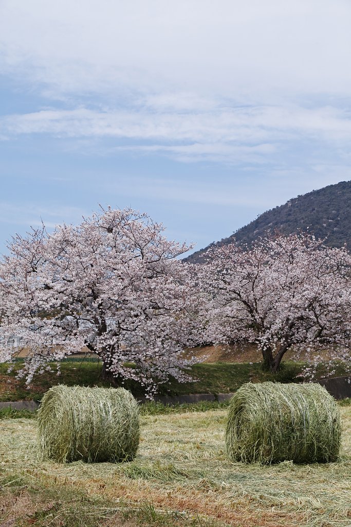 桜