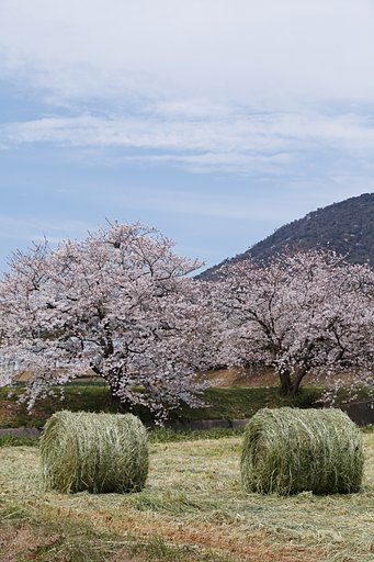 桜