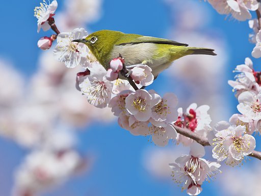梅ジロ