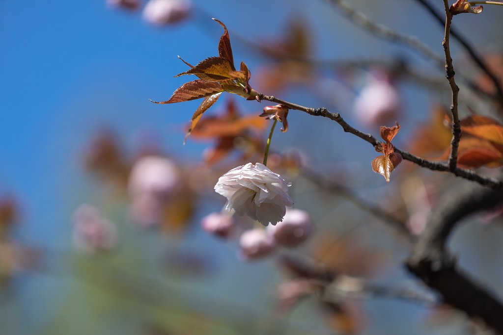 EF180mm f/3.5L Macro USM