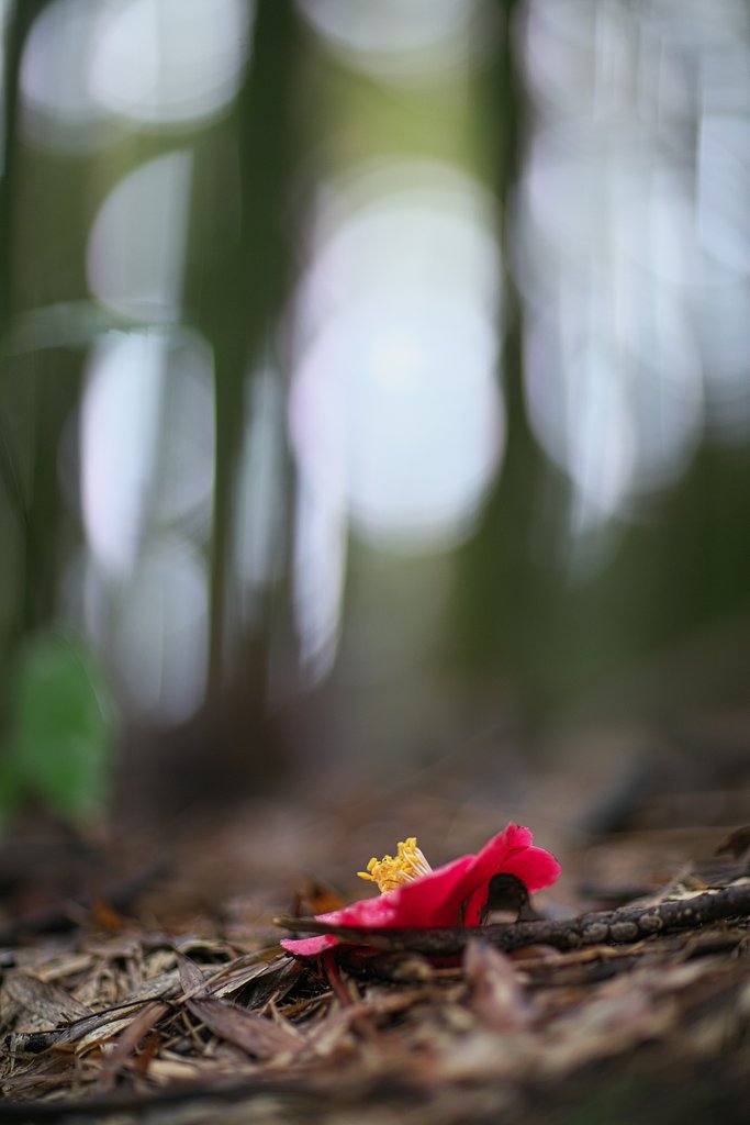 EF85mm F1.2LⅡ