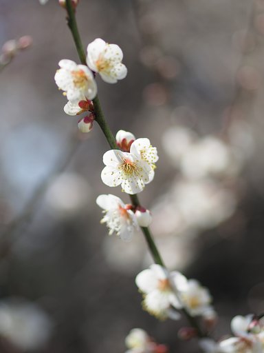 ◎コシナ ツァイスMakro Planar 50mm/F2