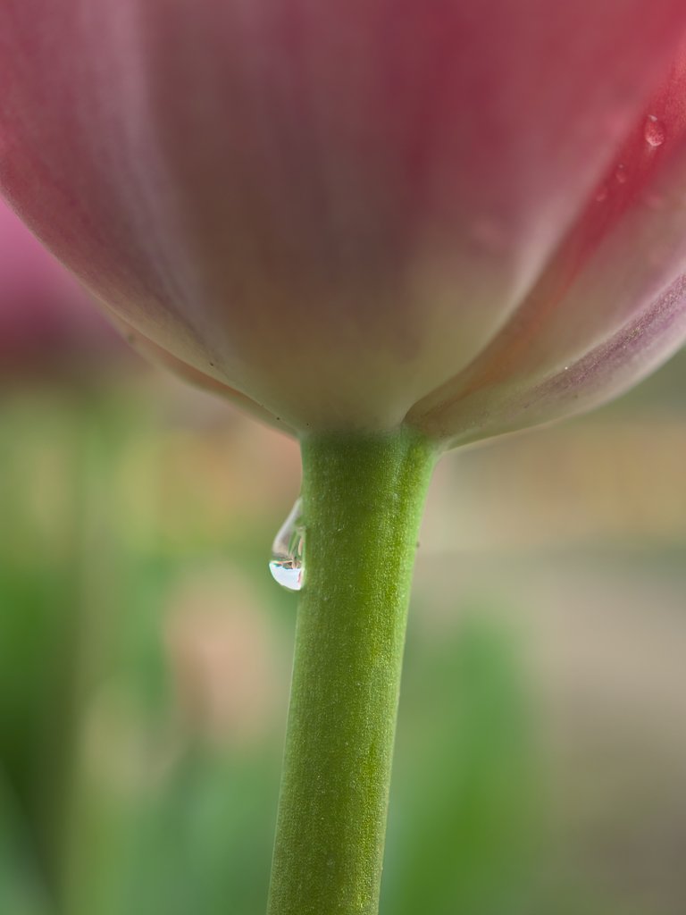 ED 30mm F3.5 Macro