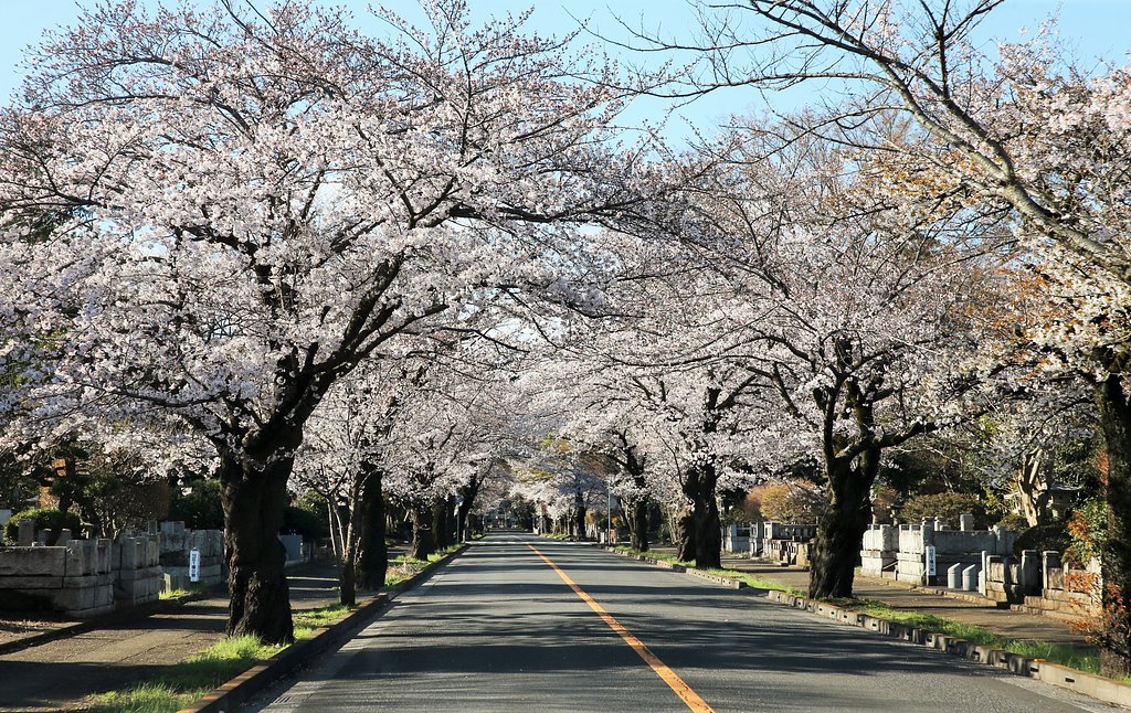 【花のある風景】早朝の霊園