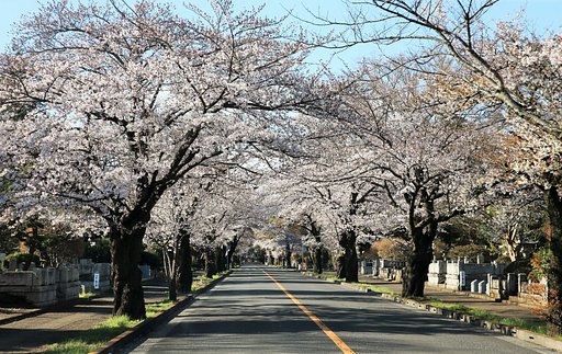 【花のある風景】早朝の霊園