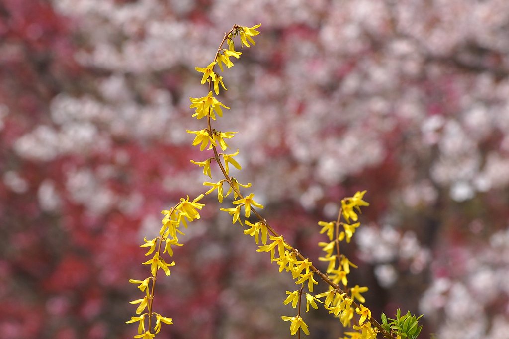 春、桜色とともに