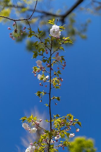 EF50mm f/1.2L USM