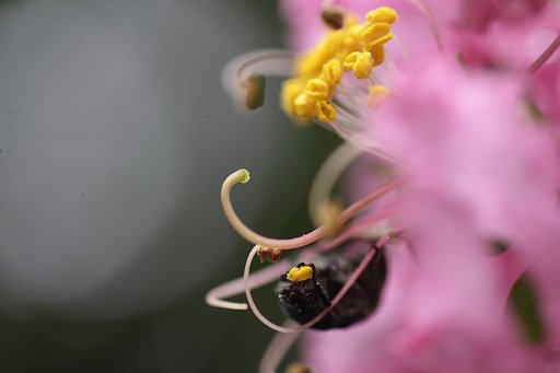 Tamron 90mm f2.8 macro 172E