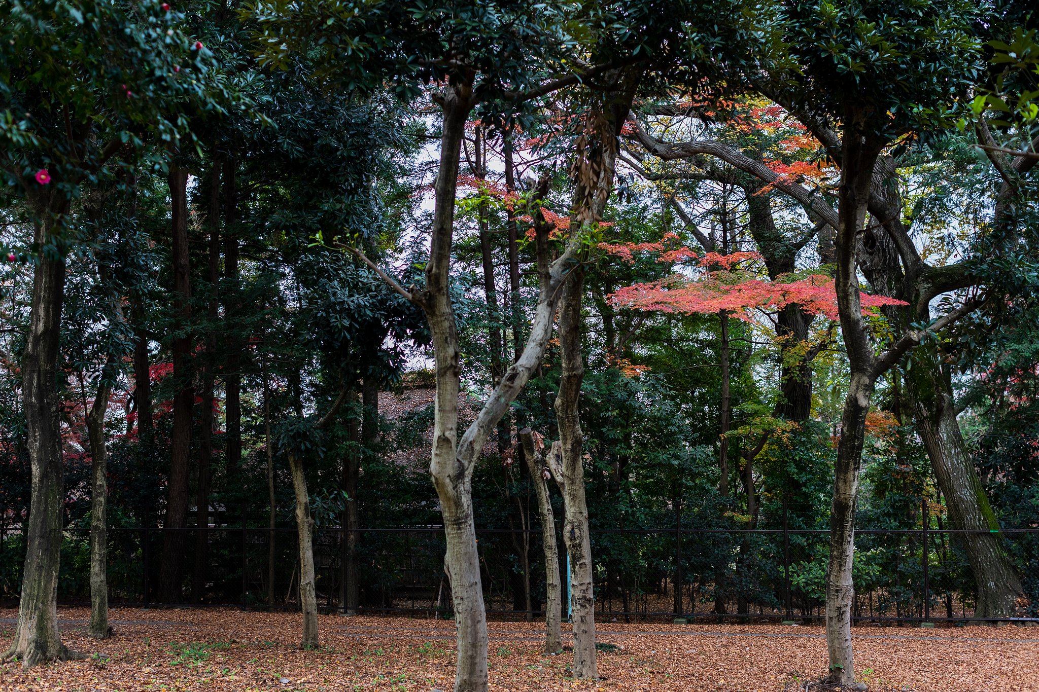 EF50mm f/1.2L USM