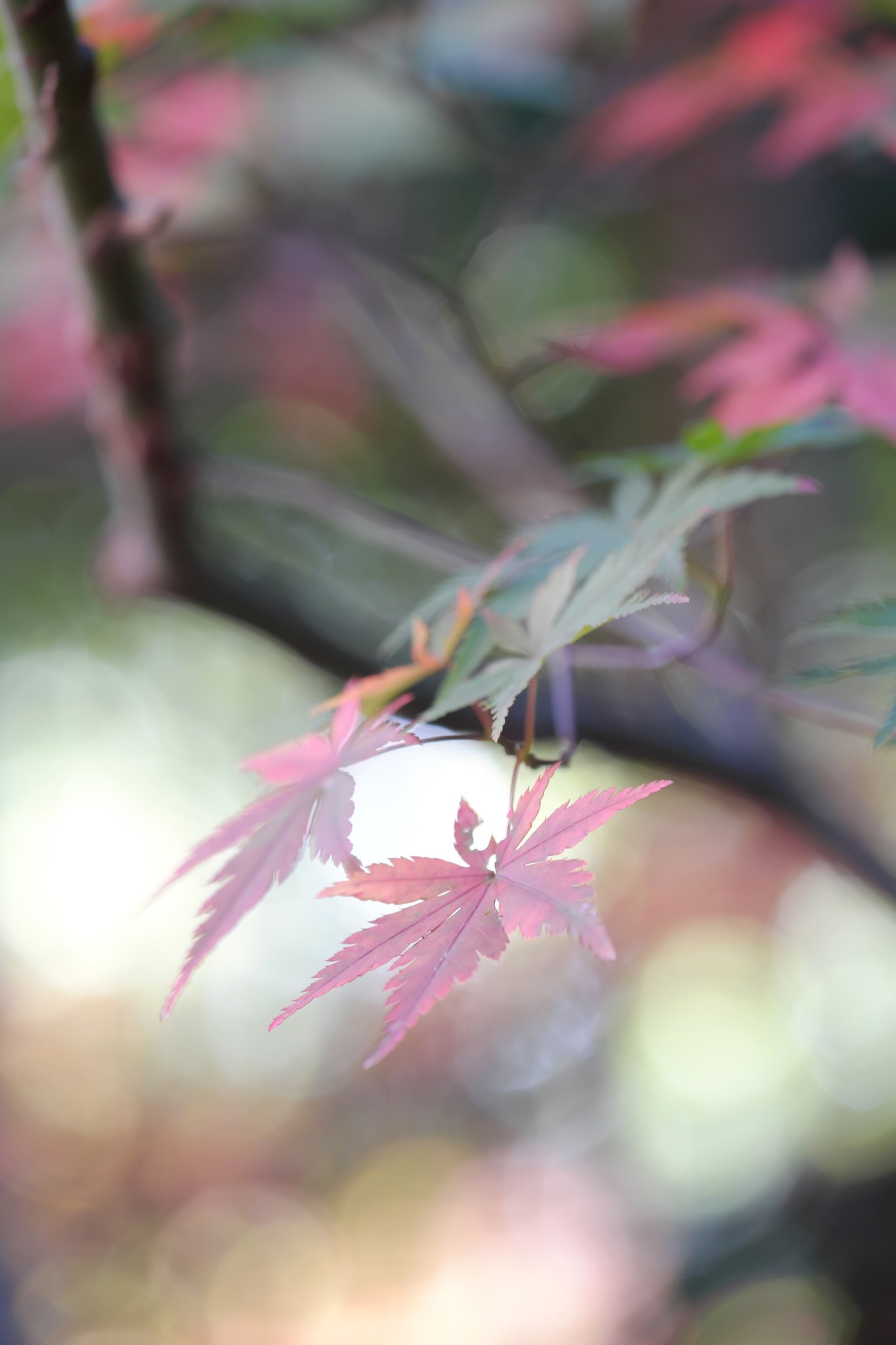 紅葉