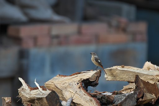 EF500mm F4L IS＋EF1.4xⅢ