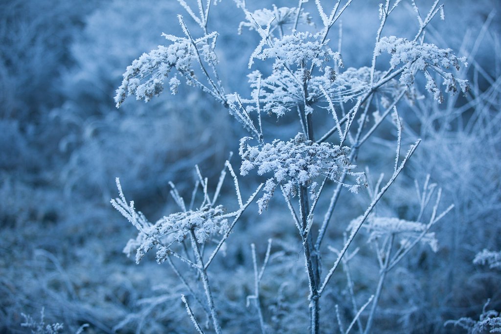 氷の花