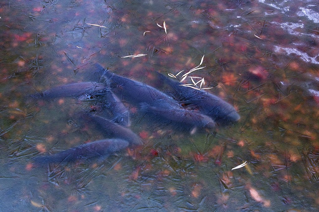 池の氷 3