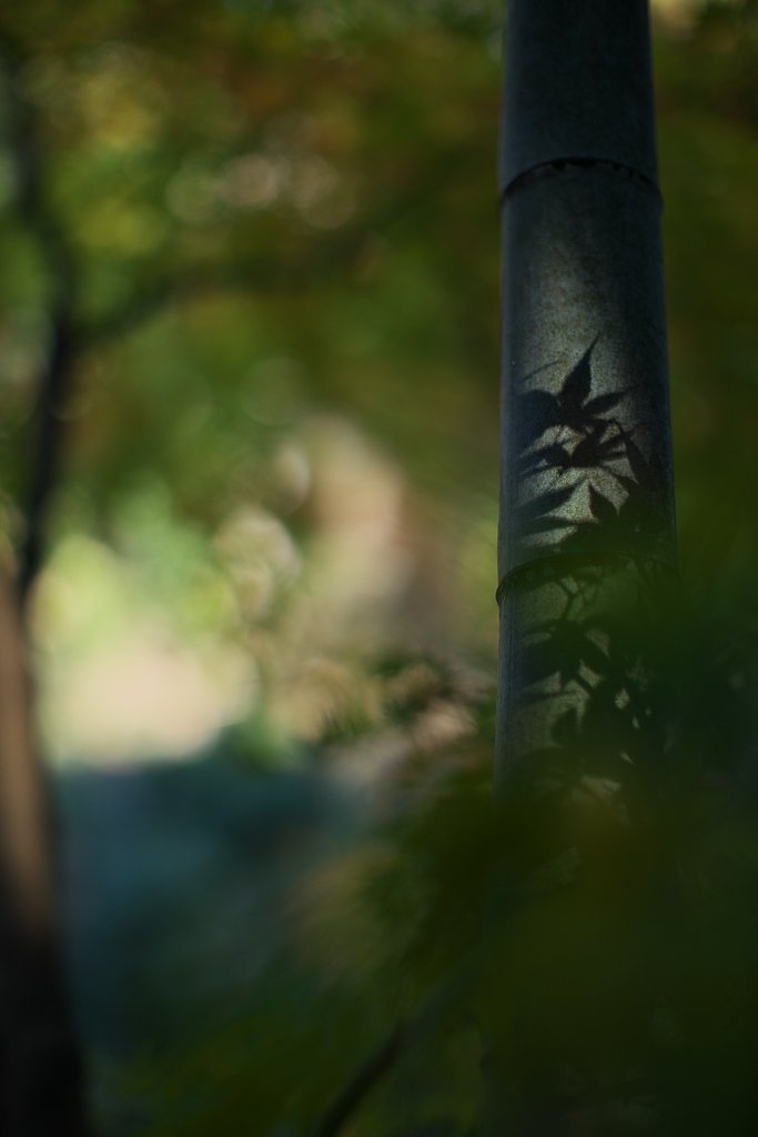 EF50mm F1.2 L