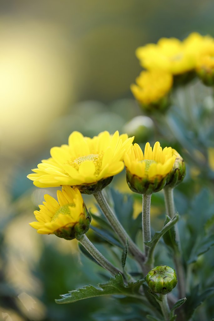 花