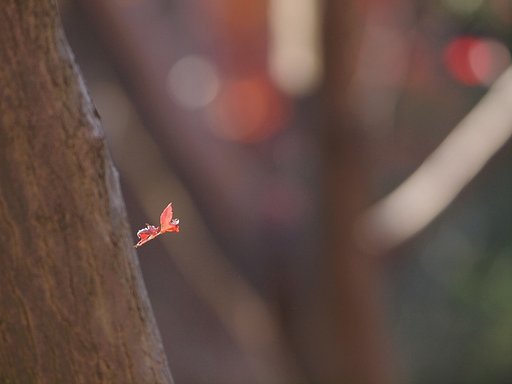 紅一葉、煌めく