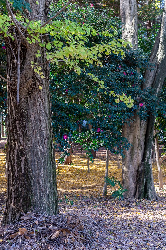 NIKKOR 60mm F2.8 G ED