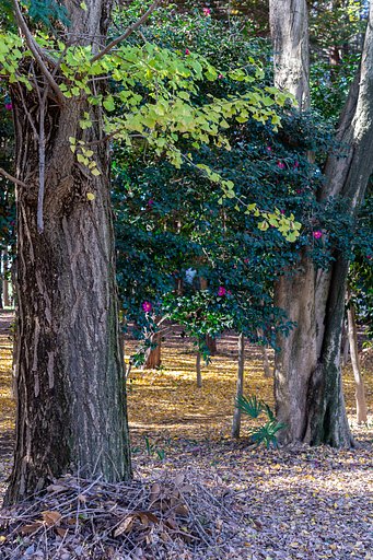 NIKKOR 60mm F2.8 G ED