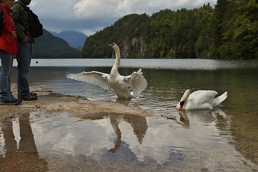 白鳥の湖