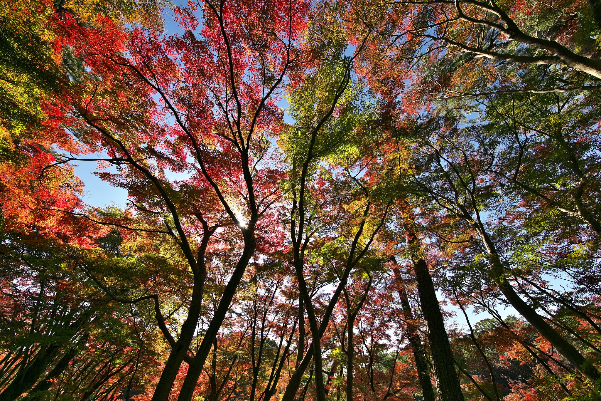 EF11-24mm F4L