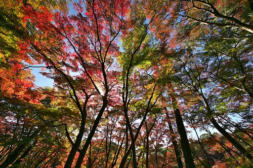 EF11-24mm F4L