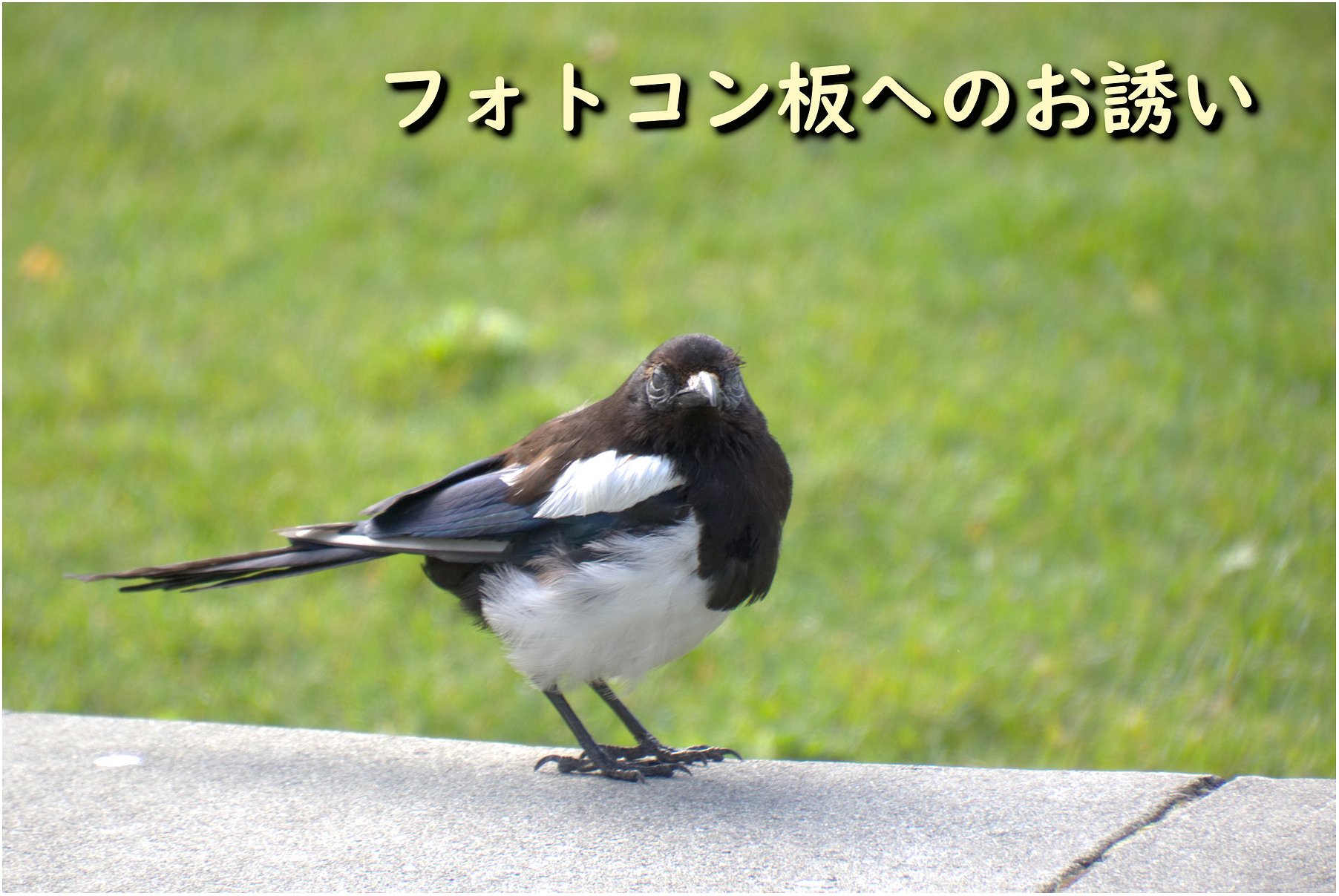 今月のフォトコンへのお誘い