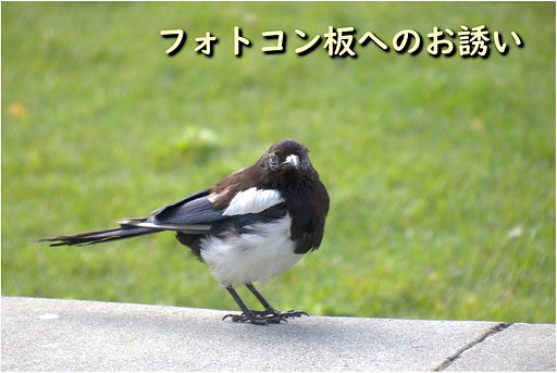 今月のフォトコンへのお誘い