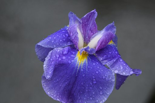 雨の菖蒲