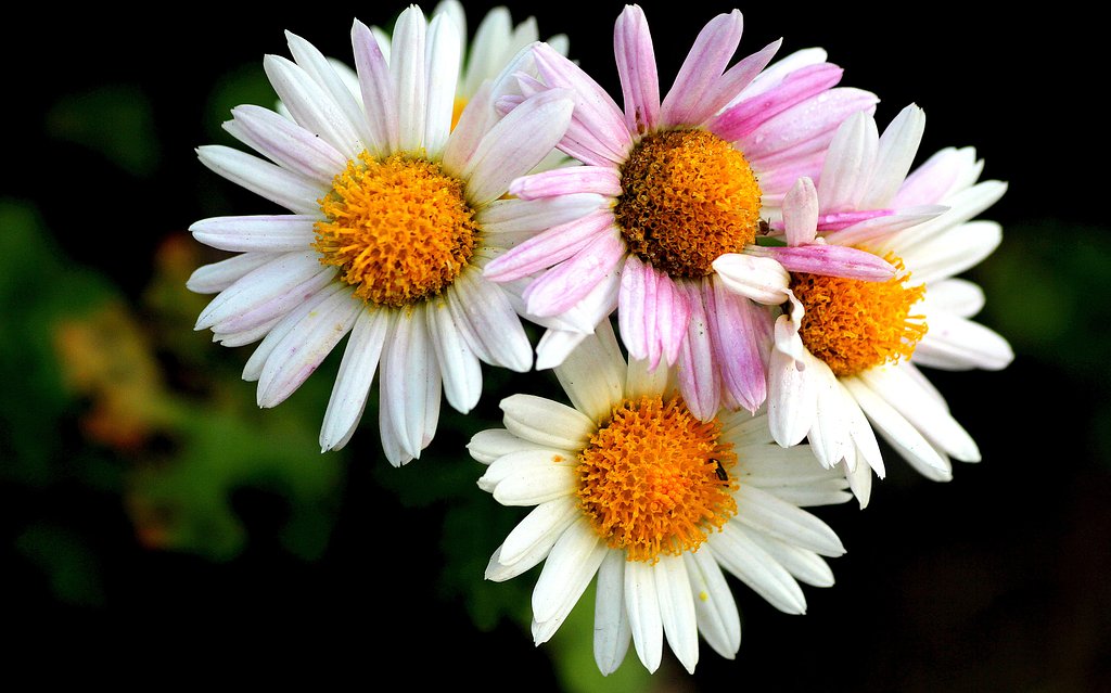 キク科の花