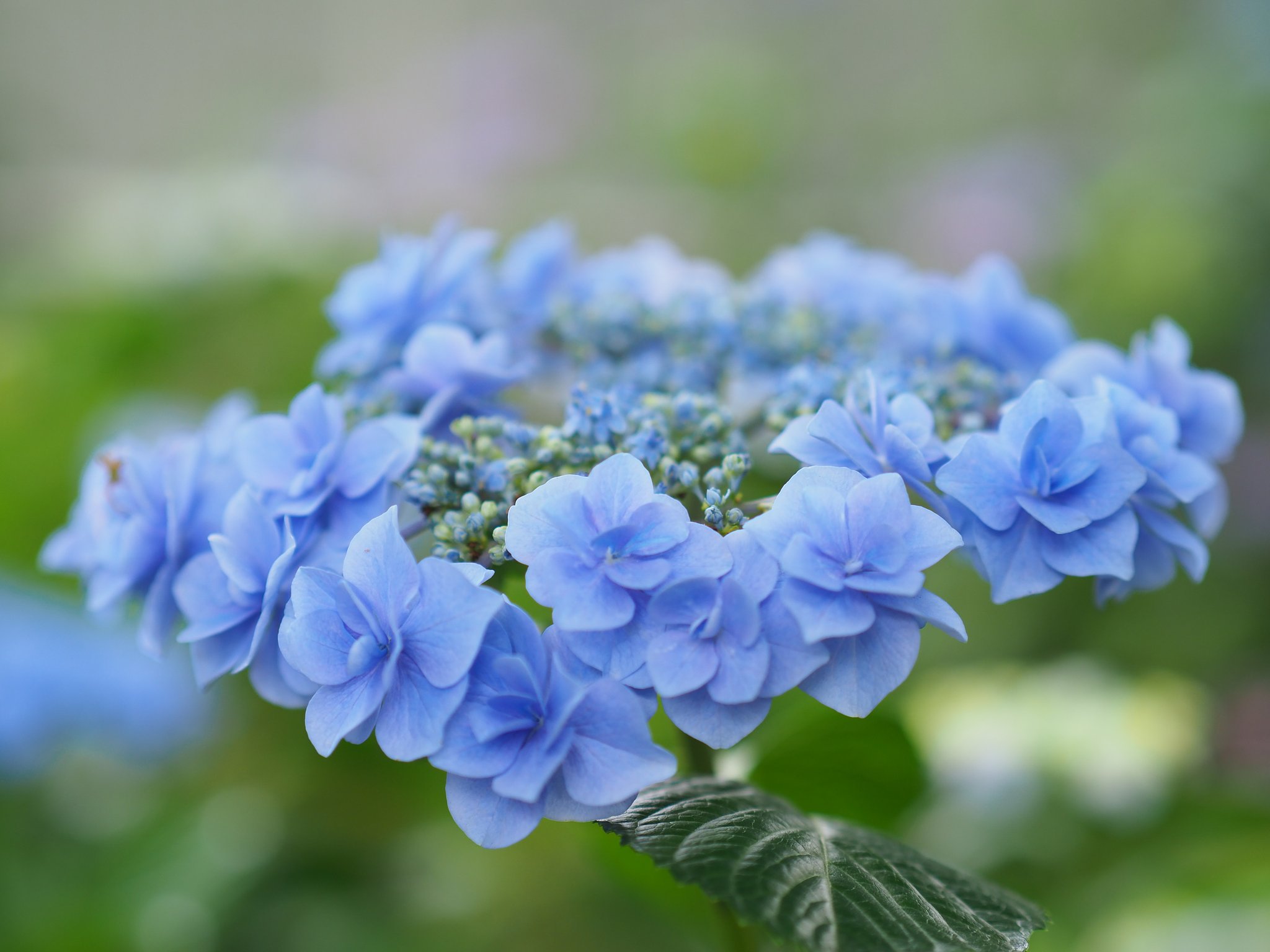 ◎Pana-LEICA DG NOCTICRON 42.5mm/F1.2 ASPH.