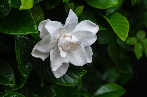 M.ZUIKO ED12-40mm F2.8 PRO