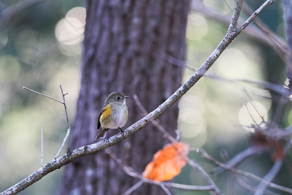 ルリビタキ♀