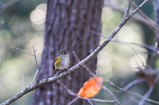 ルリビタキ♀