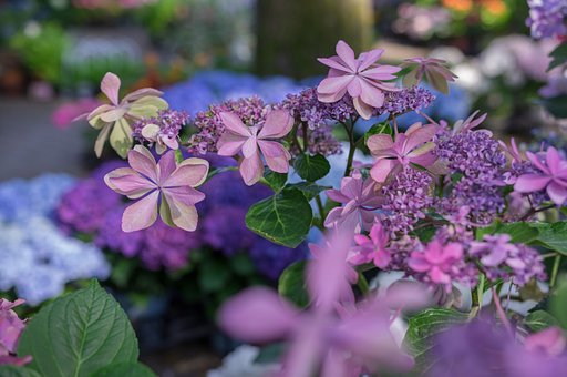 紫陽花・色彩