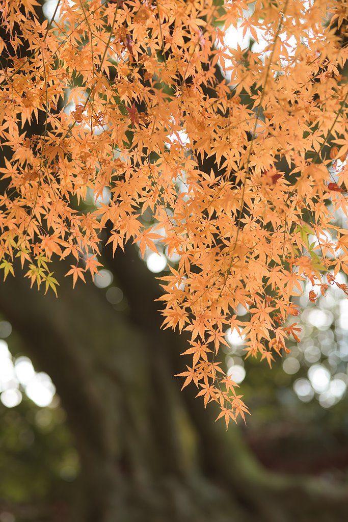 シグマ　85mmF1.4 DG ART