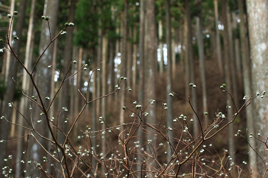 EF50mm F1.2 L
