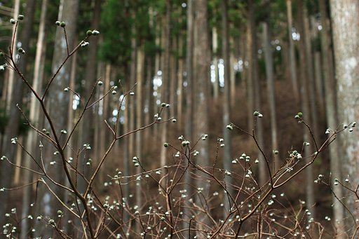 EF50mm F1.2 L