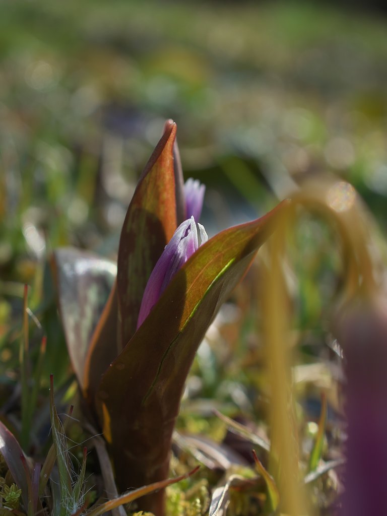 ED 30mm F3.5 Macro